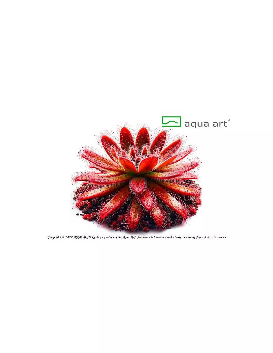 Drosera spatulata fleischfressende Pflanze Drosera spatulata fleischfressende Pflanze